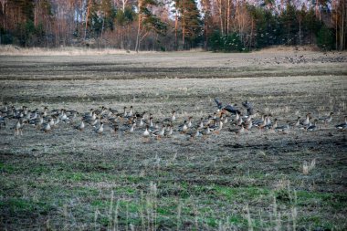büyük toplama alanını güneye uçmak için kaz sürüsü. göçmen kuşların Letonya. Kazlar Anatidae ailesinin su kuşları vardır