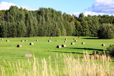 rulo saman uzak orman çevresinde ve sarı çiçek çiçek açan çayırda yeşil çimenlerin üzerinde kırsal alanında döşeme