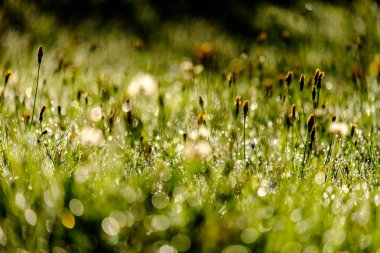 Sonbaharın güzel güneş ışığı ve renkli çiçeklerle yeşil çim çayırda çiğ damlaları