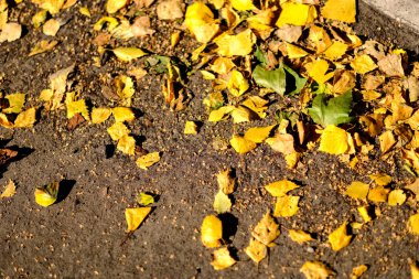 sert güneş ışığı ile sonbaharda asfalt döşeme sarı ağaç yaprak