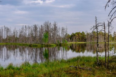ölü ağaç gövdeleri bataklık su bataklık alanda sonbahar renkli ağaçlar ve bitki örtüsü ile yansımaları gün batımında