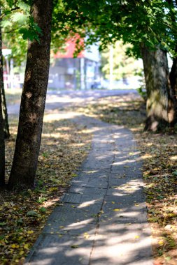 sert güneş ışığı ile sonbaharda asfalt döşeme sarı ağaç yaprak