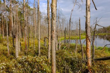 ölü ağaç gövdeleri bataklık su bataklık alanda sonbahar renkli ağaçlar ve bitki örtüsü ile yansımaları gün batımında