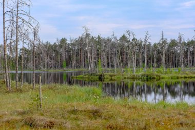 ölü ağaç gövdeleri bataklık su bataklık alanda sonbahar renkli ağaçlar ve bitki örtüsü ile yansımaları gün batımında