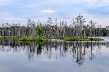 ölü ağaç gövdeleri bataklık su bataklık alanda sonbahar renkli ağaçlar ve bitki örtüsü ile yansımaları gün batımında