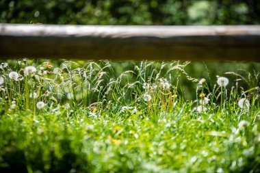 Bahçede eski ahşap çitler sabah ışığı ve yaz mevsiminde yeşil yapraklarla.
