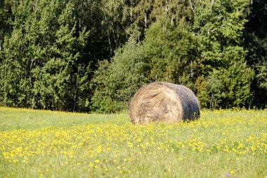 rulo saman uzak orman çevresinde ve sarı çiçek çiçek açan çayırda yeşil çimenlerin üzerinde kırsal alanında döşeme