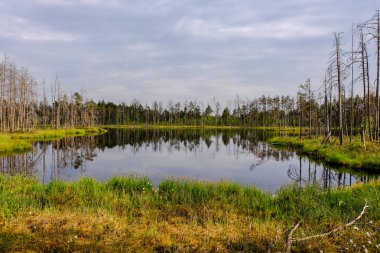 ölü ağaç gövdeleri bataklık su bataklık alanda sonbahar renkli ağaçlar ve bitki örtüsü ile yansımaları gün batımında