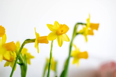 doffodil beyaz bir arka plan bulanıklık ve yeşil yaprakları ile çiçekler