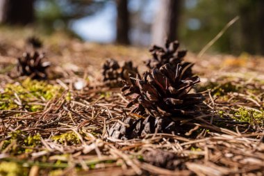 çam ağacı koniler kuru yaprakları ve orman yatağa yılının ilkbaharında döşeme çim ile 