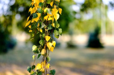 huş ağaçları ile sonbahar park sarı ve yeşil yapraklarla kıştan önce arka plan bulanıklık