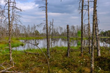 ölü ağaç gövdeleri bataklık su bataklık alanda sonbahar renkli ağaçlar ve bitki örtüsü ile yansımaları gün batımında