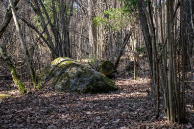 liverleaf çiçekler, Bahar Orman yatak bir arka plan üzerinde eski yaprakları ve birkaç yeşil yaprak mantarı nobilis