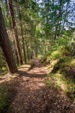 kahverengi yapraklar ve ilk yapraklar bahar güneşli gün büyüyen ile ormandaki yaşlı yol 