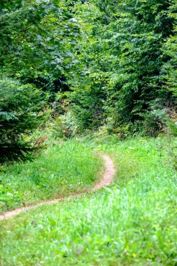 Slovakya'daki tatra Dağları'nda yürüyüş iz. önce biraz bulutlu sonbahar, açık gökyüzü yaz görünümünde mounatin
