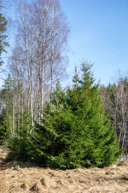 bahar güneşli gün büyüyen ilk bitki örtüsü ile ormandaki yaşlı yol 