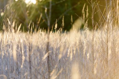 Göl kenarında bents günbatımı içinde. ile soyut resim arka plan bulanıklık