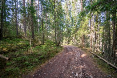 bahar güneşli gün büyüyen ilk bitki örtüsü ile ormandaki yaşlı yol 