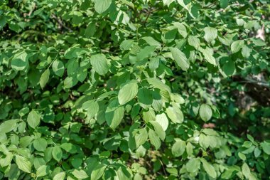 Yaz parlak güneş ışığı altında dallar yeşil yaprakları  