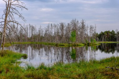 ölü ağaç gövdeleri bataklık su bataklık alanda sonbahar renkli ağaçlar ve bitki örtüsü ile yansımaları gün batımında