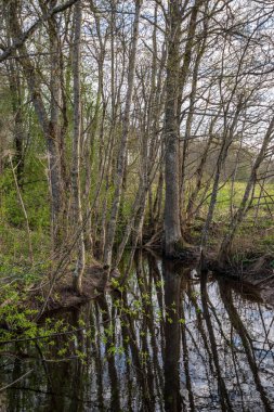 çim ve ağaçların bahar kırsal olay yerinde göl kıyısı gün temizleyin