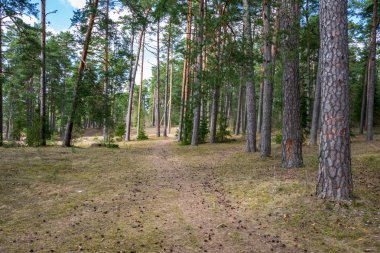 Orman ve ilk yapraklar bahar güneşli gün büyüyen eski yol 