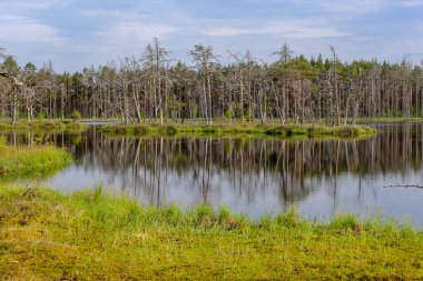 ölü ağaç gövdeleri bataklık su bataklık alanda sonbahar renkli ağaçlar ve bitki örtüsü ile yansımaları gün batımında