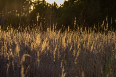 Göl kenarında bents günbatımı içinde. ile soyut resim arka plan bulanıklık