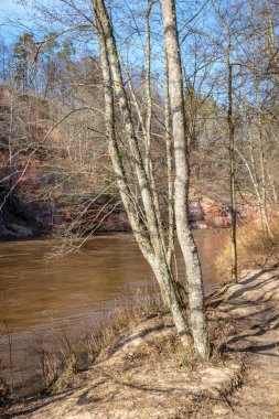 çim ve ağaçların bahar kırsal olay yerinde göl kıyısı gün temizleyin