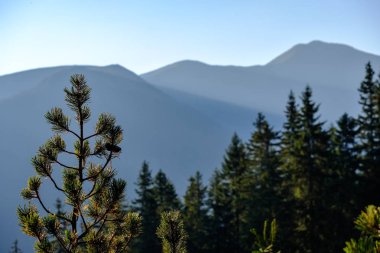 çam ağacı önünde sabah ışık tepe üstleri ve Slovakya ilk ışık ışınları Tatra Dağları ormanlarda yükselip
