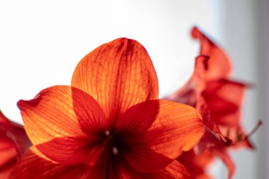 kırmızı çiçekler ile bir odada penceresinde arka plan bulanıklık, loş ışıklar ile çekim kadar yakın