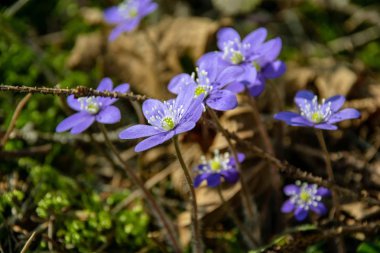 liverleaf çiçekler, Bahar Orman yatak bir arka plan üzerinde eski yaprakları ve birkaç yeşil yaprak mantarı nobilis