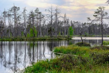 ölü ağaç gövdeleri bataklık su bataklık alanda sonbahar renkli ağaçlar ve bitki örtüsü ile yansımaları gün batımında