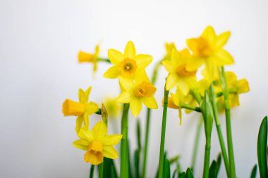 doffodil beyaz bir arka plan bulanıklık ve yeşil yaprakları ile çiçekler