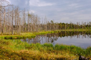 ölü ağaç gövdeleri bataklık su bataklık alanda sonbahar renkli ağaçlar ve bitki örtüsü ile yansımaları gün batımında