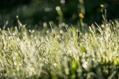 Sonbaharın güzel güneş ışığı ve renkli çiçeklerle yeşil çim çayırda çiğ damlaları