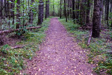 güneş ışığı ile yeşil yaz ormandaki ormanda iz hiking