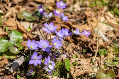 liverleaf çiçekler, Bahar Orman yatak bir arka plan üzerinde eski yaprakları ve birkaç yeşil yaprak mantarı nobilis
