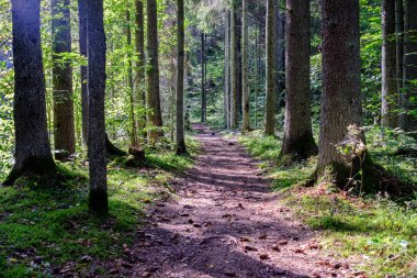 güneş ışığı ile yeşil yaz ormandaki ormanda iz hiking