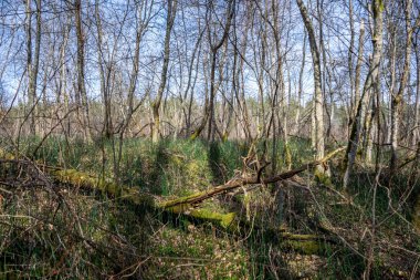 kahverengi yapraklar ve ilk yapraklar bahar güneşli gün büyüyen ile orman 