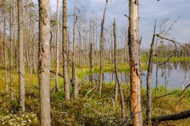 ölü ağaç gövdeleri bataklık su bataklık alanda sonbahar renkli ağaçlar ve bitki örtüsü ile yansımaları gün batımında