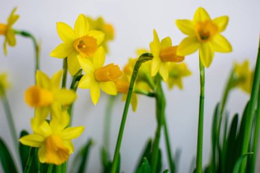doffodil beyaz bir arka plan bulanıklık ve yeşil yaprakları ile çiçekler