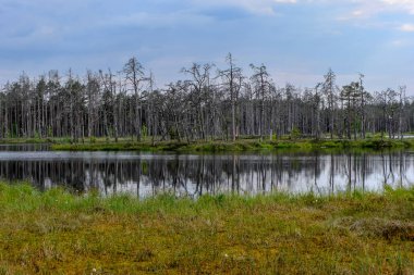 ölü ağaç gövdeleri bataklık su bataklık alanda sonbahar renkli ağaçlar ve bitki örtüsü ile yansımaları gün batımında