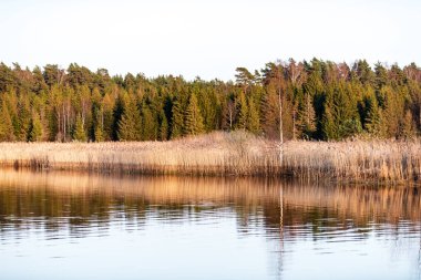 çim ve ağaçların bahar kırsal olay yerinde göl kıyısı gün temizleyin