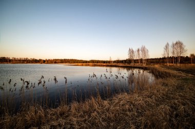 çim ve ağaçların bahar kırsal olay yerinde göl kıyısı gün temizleyin