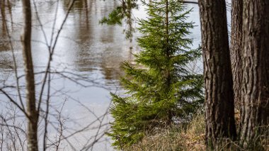 çim ve ağaçların bahar kırsal olay yerinde göl kıyısı gün temizleyin