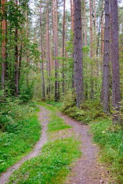 güneş ışığı ile yeşil yaz ormandaki ormanda iz hiking
