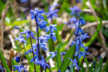 liverleaf çiçekler, Bahar Orman yatak bir arka plan üzerinde eski yaprakları ve birkaç yeşil yaprak mantarı nobilis