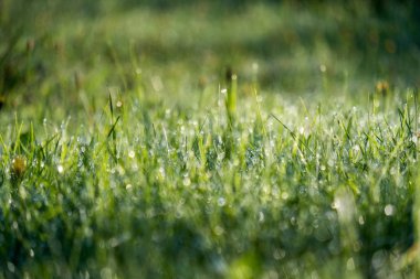 Sonbaharın güzel güneş ışığı ve renkli çiçeklerle yeşil çim çayırda çiğ damlaları