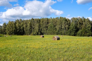 rulo saman uzak orman çevresinde ve sarı çiçek çiçek açan çayırda yeşil çimenlerin üzerinde kırsal alanında döşeme